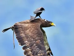 Kelakuan Kocak Hewan Bikin Ngakak, Bisa Menang Penghargaan Komedi