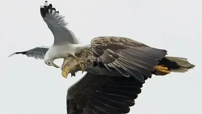 Kelakuan Kocak Hewan Bikin Ngakak, Bisa Menang Penghargaan Komedi