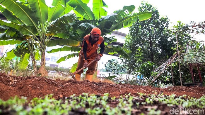 Kolaborasi antar PKK dan warga RW 013 Kelurahan Cipinang Melayu ciptakan lahan pertanian urban di bawah kolong Tol Becakayu Kalimalang, Jakarta Timur. Lahan pertanian ini biasa diisi oleh berbagai sayuran dan tanaman hijau lainnya.