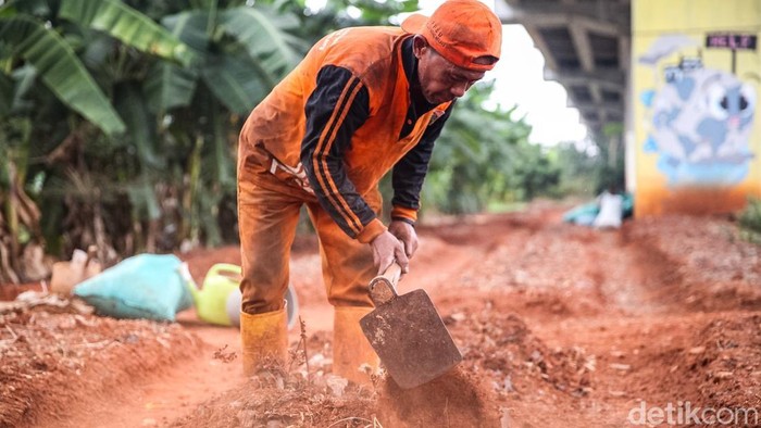 Kolaborasi antar PKK dan warga RW 013 Kelurahan Cipinang Melayu ciptakan lahan pertanian urban di bawah kolong Tol Becakayu Kalimalang, Jakarta Timur. Lahan pertanian ini biasa diisi oleh berbagai sayuran dan tanaman hijau lainnya.