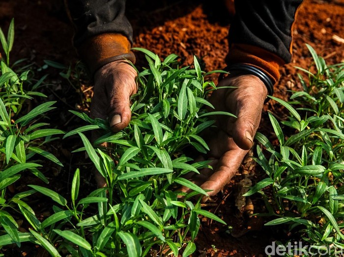 Kolaborasi antar PKK dan warga RW 013 Kelurahan Cipinang Melayu ciptakan lahan pertanian urban di bawah kolong Tol Becakayu Kalimalang, Jakarta Timur. Lahan pertanian ini biasa diisi oleh berbagai sayuran dan tanaman hijau lainnya.