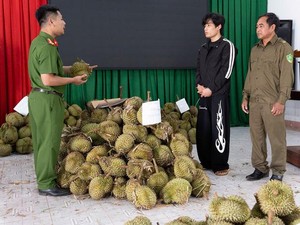 Nekat! Pemuda Ini Curi 1,6 Ton Durian karena Tak Punya Uang