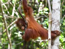 Apa Itu Adopsi Orang Utan? Simak Cara dan Aneka Programnya