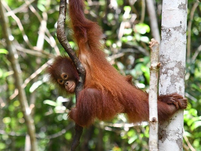 Orang utan bernama Selfie yang diadopsi Gading Marten melalui BOS Foundation. (dok BOSF)