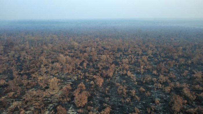 Pantauan drone kondisi karhutla di Kerumutan, Pelalawan per 2 September 2026 sudah nihil titik api.