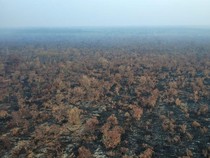 Empat Hari Nihil Titik Api, Karhutla di Kerumutan Riau Makin Terkendali