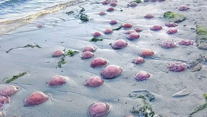 Penampakan ubur-ubur yang muncul di Pantai Buton Tengah. Dokumen Istimewa