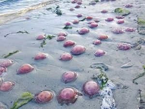 Pantai Buton Tengah Dipenuhi Ubur-ubur Merah Muda, Apa Penyebabnya?