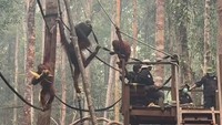 Kondisi para orangutan di sekolah. Sherina menuliskan gak sembarangan orang bisa menggendong orangutan. Foto: Instagram @sherinamunaf