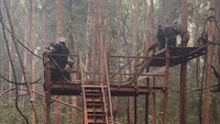 Selain ikut memadamkan api di tengah karhutla, ia juga menggalang donasi bersama Powerful Voices dan mengunjungi Sekolah Hutan Orangutan Nyaru Menteng milik Borneo Orangutan Survival Foundation (BOSF). Sherina memperlihatkan kondisi sekolah orangutan yang masih berasap. Para orangutan perlu tetap sekolah untuk mengasah kemampuan siap liar, jelasnya. Foto: Instagram @sherinamunaf