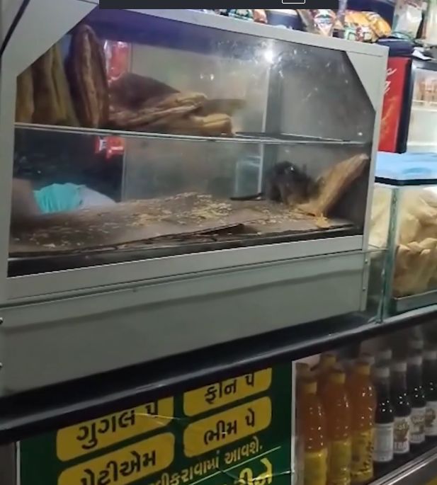 Tikus Keciduk di Etalase Kaca Warung, Pelanggan Heboh! Tikus Keciduk di Etalase Kaca Warung, Pelanggan Heboh!