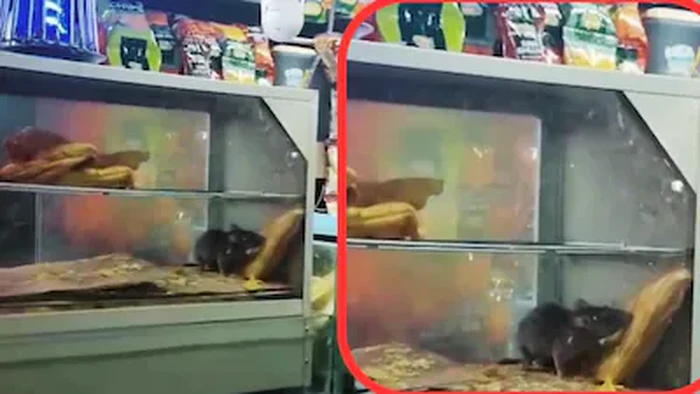 Tikus Keciduk di Etalase Kaca Warung, Pelanggan Heboh!