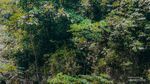 Intip Keindahan Curug Cibaliung, Surga Alami di Sentul