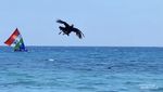 Mendebarkan..., Tradisi Terbangkan Ayam dari Tengah Laut di Situbondo