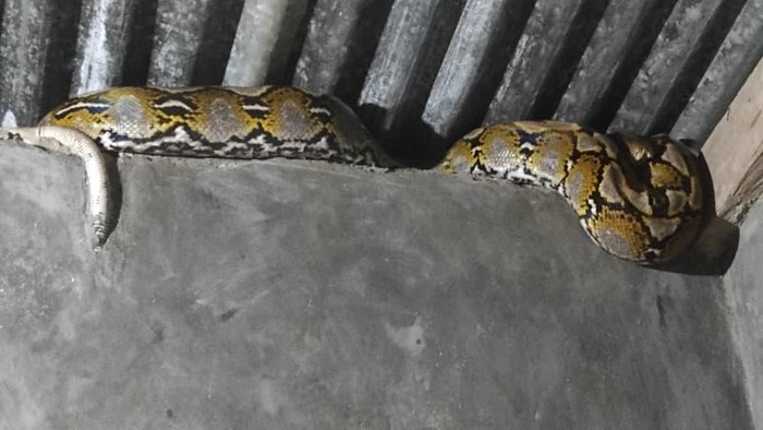 Ular piton 3 meter masuk rumah warga di Mamuju.