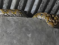 Ular Piton 3 Meter Masuk Rumah Warga di Mamuju, Damkar Evakuasi