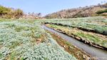Potret Waduk Bendo Mengering Dimanfaatkan Warga untuk Menanam Jagung