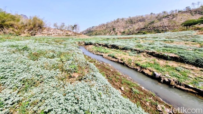 Waduk Bendo Ponorogo surut