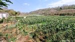 Potret Waduk Bendo Mengering Dimanfaatkan Warga untuk Menanam Jagung