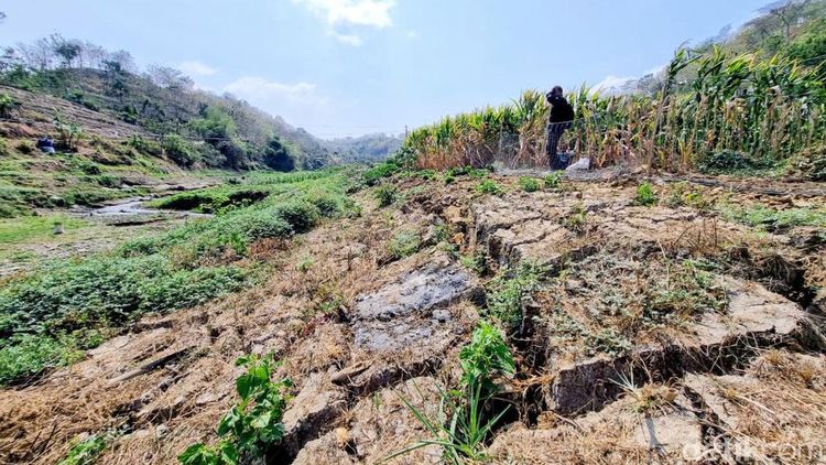 Potret Waduk Bendo Mengering Dimanfaatkan Warga untuk Menanam Jagung