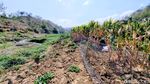Potret Waduk Bendo Mengering Dimanfaatkan Warga untuk Menanam Jagung