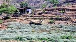 Potret Waduk Bendo Mengering Dimanfaatkan Warga untuk Menanam Jagung