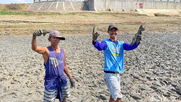 Warga mengais ikan sapu-sapu di tengah Bendung Karet Sungai Juana yang asat, Rabu (2/9/2026).