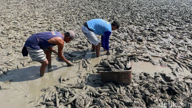Warga mengais ikan sapu-sapu di tengah Bendung Karet Sungai Juana yang asat, Rabu (2/9/2026).
