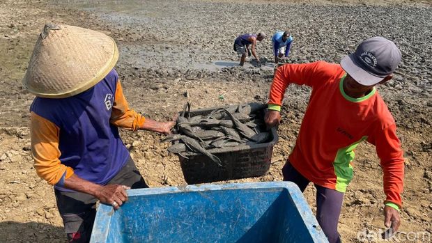 Warga mengais ikan sapu-sapu di tengah Bendung Karet Sungai Juana yang asat, Rabu (2/9/2026). Warga mengais ikan sapu-sapu di tengah Bendung Karet Sungai Juana yang asat, Rabu (2/9/2026).