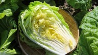 Jadi Bahan Utama Kimchi, Korsel Perketat Pemeriksaan Sawi Putih China Terkait Formalin