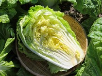 Jadi Bahan Utama Kimchi, Korsel Perketat Pemeriksaan Sawi Putih China Terkait Formalin