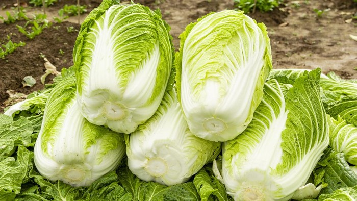 Freshly harvested Chinese cabbage