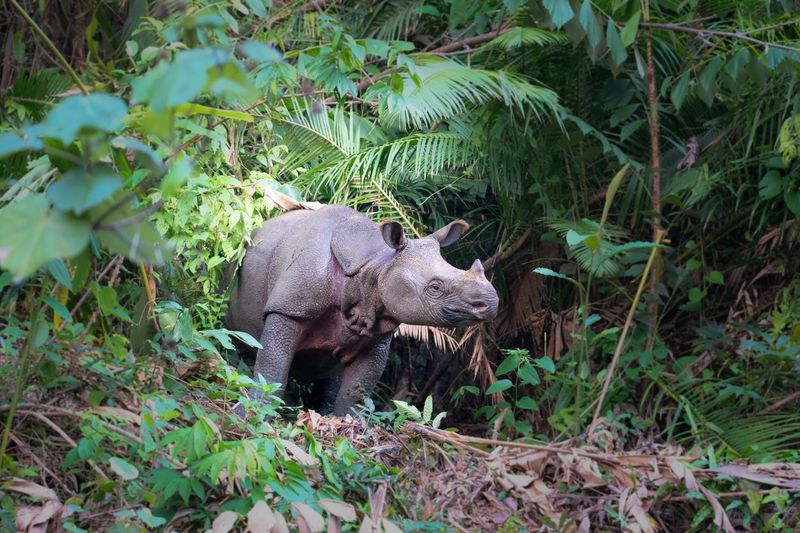 Badan Jawa Critically Endangered, wild Javan rhino in Java, Indonesia; standing in forest clearing - a rare moment when the species can be seen in the open.