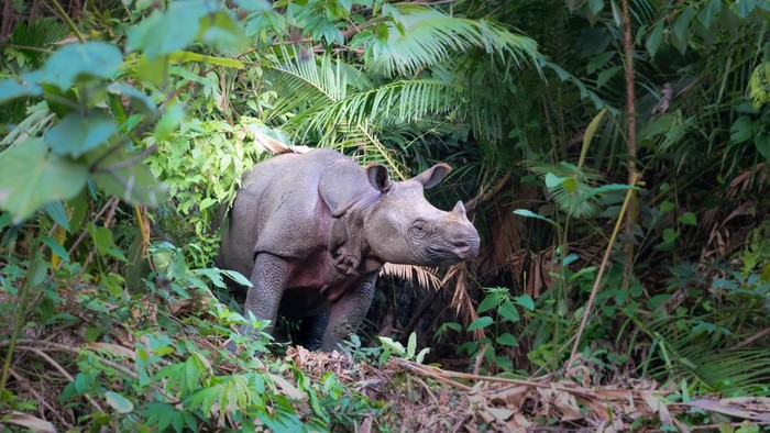 Critically Endangered, wild Javan rhino in Java, Indonesia; standing in forest clearing - a rare moment when the species can be seen in the open.
