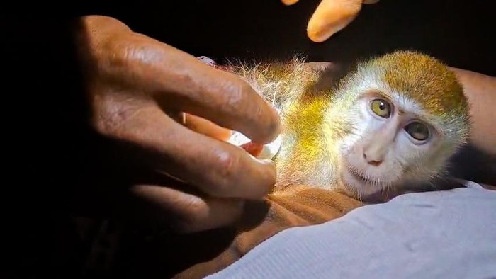 Damkar Malinau melakukan proses evakuasi seekor monyet yang tangannya terlilit karet rambut pada Rabu (3/9). (Dok Damkar Malinau)