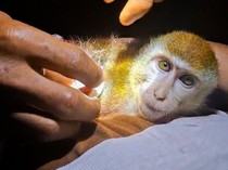 Cerita Petugas Damkar Malinau Selamatkan Monyet Terlilit Karet Rambut