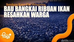 Video: Bendung Karet Pati Mengering, Bau Bangkai Ribuan Ikan Resahkan Warga