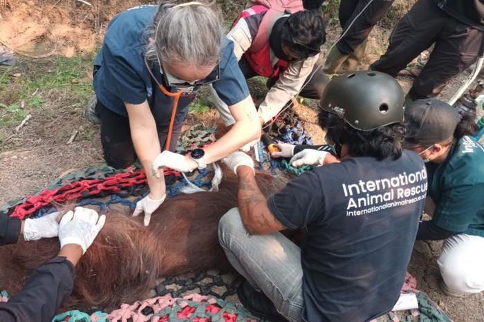 Dokter memeriksa kondisi orang utan kalimantan (Pongo pygmaeus) dalam kondisi lemah diduga karena paparan asap kebakaran lahan di Desa Kuala Satong, Kecamatan Matan Hilir Utara, Kabupaten Ketapang pada Minggu (30/8/2026).