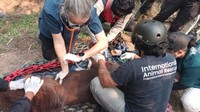 Orang Utan Sempurna yang Pingsan Akibat Asap Karhutla di Kalbar Mati