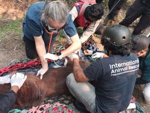 Orang Utan Sempurna yang Pingsan Akibat Asap Karhutla di Kalbar Mati