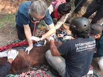 Tragedi Karhutla Pembunuh Massal Orang Utan Kalimantan