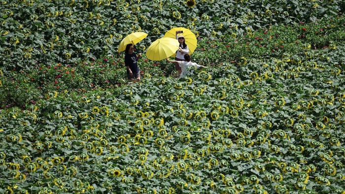 Visitors take a break under the shade amid a sunflower field during the Unification Sunflower Festival near the demilitarized zone separating the two Koreas, in Yeoncheon, South Korea, September 3, 2026.  REUTERS/Kim Hong-Ji