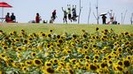 Festival Bunga Matahari di Dekat DMZ, Merawat Harapan Damai Dua Korea