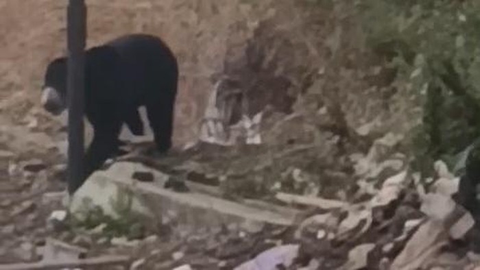 Heboh beruang keluar dari hutan di Lubuklinggau diduga karena kemarau-karhutla