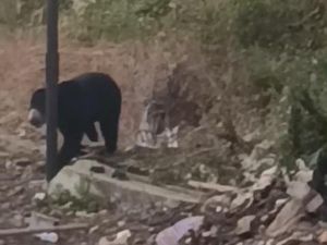 Warga Diminta untuk Tidak Buru Beruang yang Keluar dari Hutan di Lubuklinggau