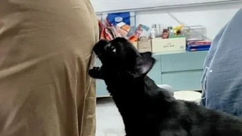 Ketika kucing mulai menagih uang makan. Tatapannya saja sudah cukup bikin majikan buru-buru buka dompet. Foto: Boredpanda