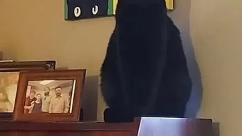 Akhirnya ketemu model aslinya. Si kucing duduk tepat di depan lukisan seolah ingin memastikan siapa sebenarnya inspirasi sang seniman. Foto: Boredpanda
