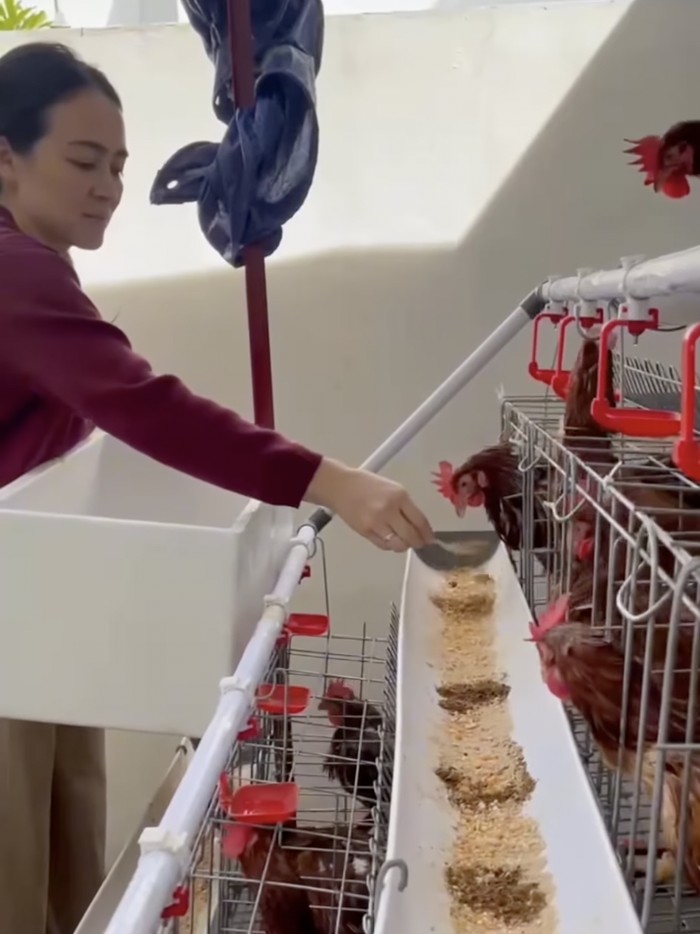 Jevier Justin jualan telur ayam