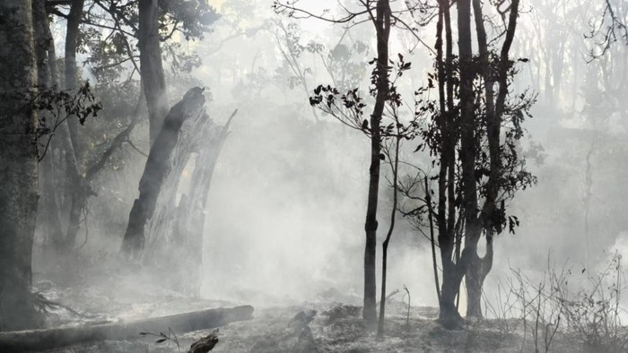 Kondisi hutan pasca kebakaran berhasil dipadamkan