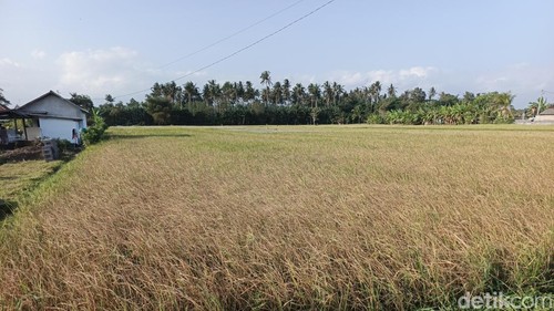 Kondisi padi gagal panen akibat kekeringan di Jembrana, Bali, Kamis (3/9/2026).